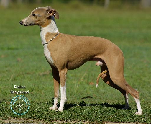 Italian Greyhound 9R031D-036.JPG